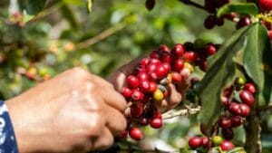 History of Coffee in Java: Culture and Local Experience
